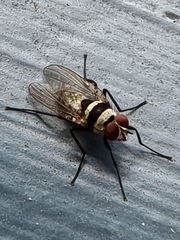 Anthomyia medialis