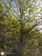 Gleditsia triacanthos