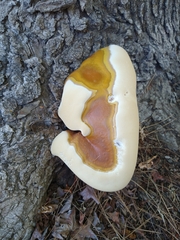 Ganoderma polychromum