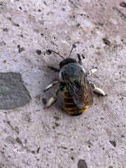 Xylocopa tabaniformis azteca