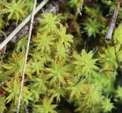 Pseudocrossidium crinitum