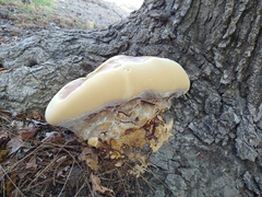 Ganoderma polychromum