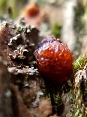 Metatrichia vesparium