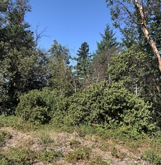 Arctostaphylos regismontana