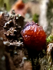 Metatrichia vesparium