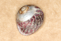 Steromphala umbilicalis
