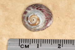 Steromphala umbilicalis