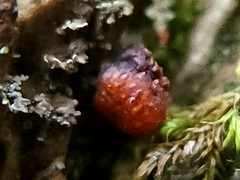 Metatrichia vesparium