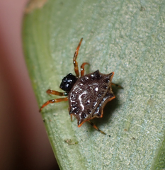 Thelacantha brevispina