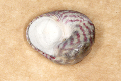 Steromphala umbilicalis