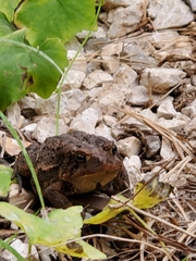 Anaxyrus americanus charlesmithi