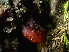 Metatrichia vesparium