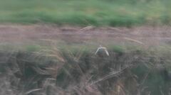 Charadrius vociferus