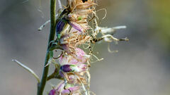 Ipomopsis aggregata candida