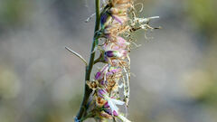 Ipomopsis aggregata candida