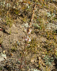 Ipomopsis aggregata candida