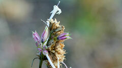 Ipomopsis aggregata candida