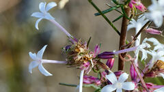 Ipomopsis aggregata candida