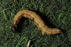 Euclidia glyphica