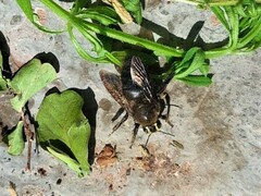 Xylocopa artifex