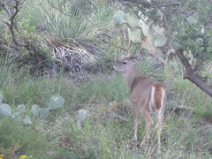 Odocoileus virginianus carminis