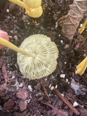 Leucocoprinus birnbaumii image