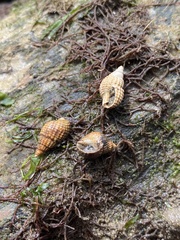 Ilyanassa trivittata