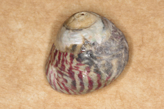 Steromphala umbilicalis