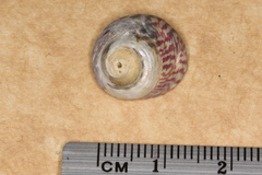 Steromphala umbilicalis