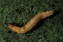 Euclidia glyphica