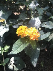 Lantana camara