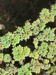 Azolla
