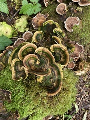 Trametes versicolor