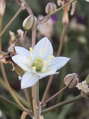 Oziroe biflora