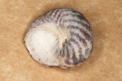 Steromphala umbilicalis