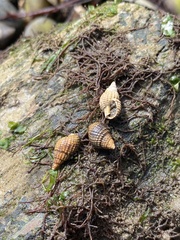 Ilyanassa trivittata