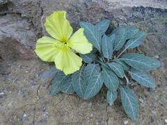 Oenothera brachycarpa