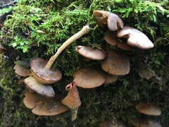 Psathyrella piluliformis