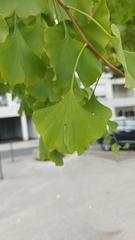 Ginkgo biloba