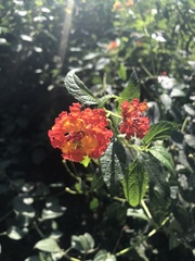 Lantana horrida