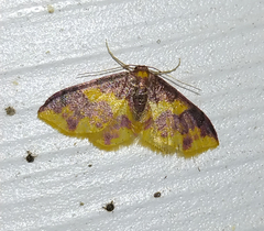 Lophosis labeculata