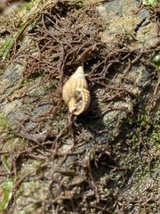 Ilyanassa trivittata