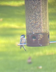 Poecile atricapillus