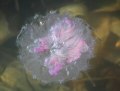 Pelagia noctiluca