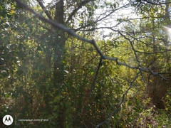 Gleditsia triacanthos