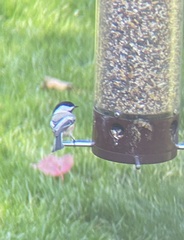 Poecile atricapillus