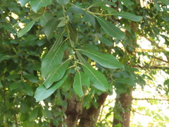 Salix scouleriana
