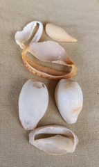 Notocypraea