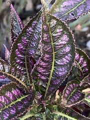 Strobilanthes