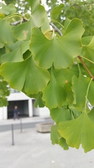 Ginkgo biloba